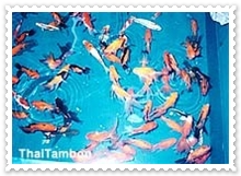 ปลาสวยงาม